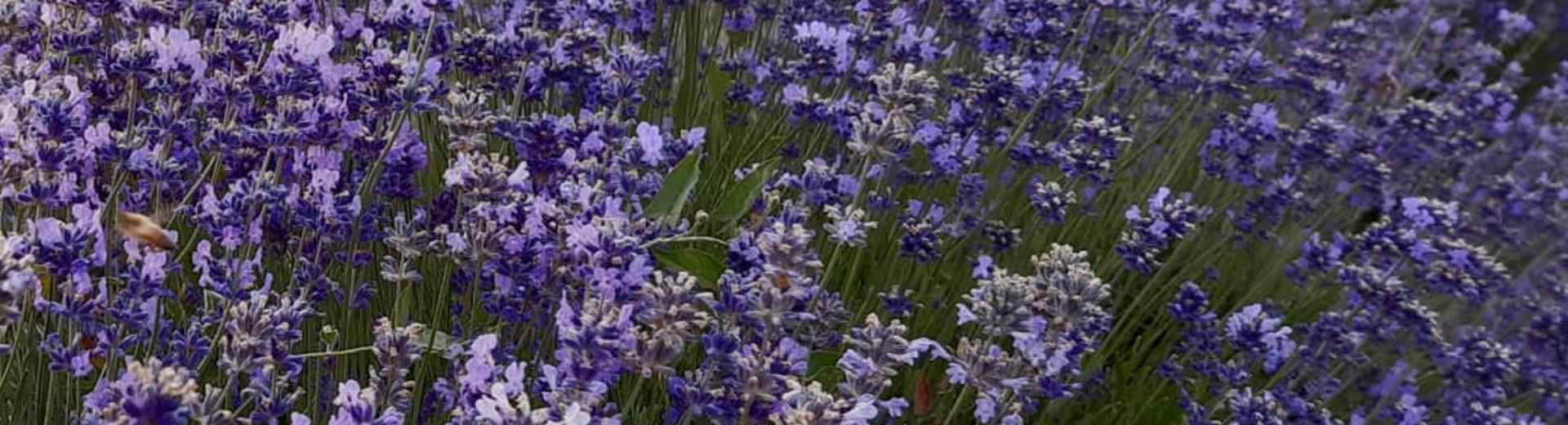 lavanda - sale san giovanni - Cuneo